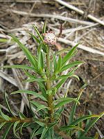 Euphorbia oatesii all-t.JPG